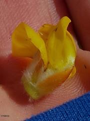 Cyclopia meyeriana