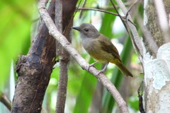 Pachycephala