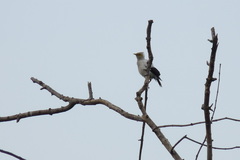 Acridotheres melanopterus melanopterus