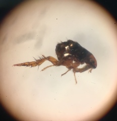 Siphonaptera