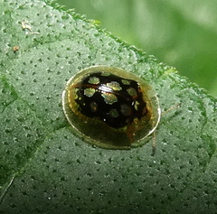 Plagiometriona microcera