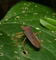 Anasa varicornis