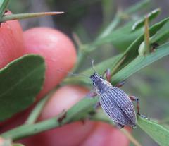 Sciobius