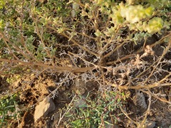 Climacoptera crassa