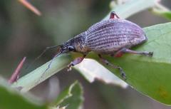 Sciobius