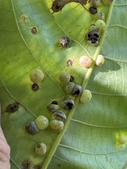 Caryomyia glauciglobus