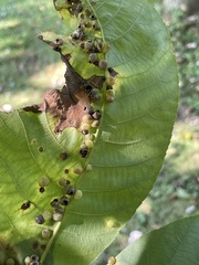 Caryomyia glauciglobus
