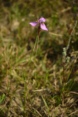 Moraea algoensis