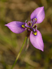 Moraea algoensis