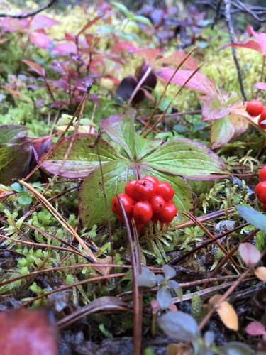 Canadian bunchberry