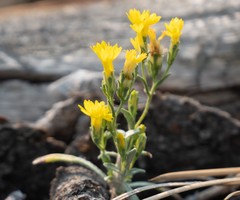 Lessingia glandulifera