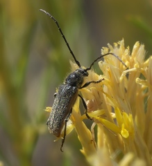 Crossidius hirtipes wickhami