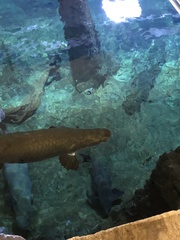Arapaima