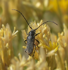 Crossidius hirtipes wickhami