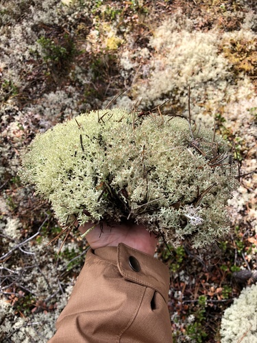 Thorn Lichen
