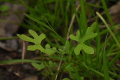 Bowlesia uncinata