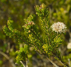 Agathosma gonaquensis
