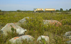 Agathosma gonaquensis