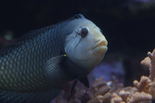 Rockmover Wrasse