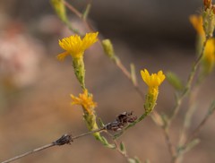 Lessingia glandulifera