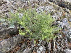 Lepidium virginicum menziesii