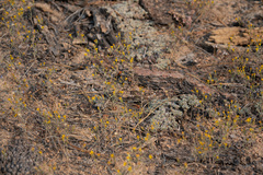 Lessingia glandulifera