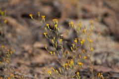 Lessingia glandulifera