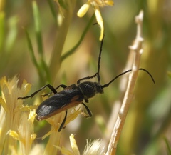 Crossidius hirtipes wickhami