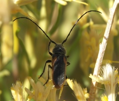 Crossidius hirtipes wickhami