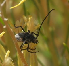 Crossidius hirtipes wickhami