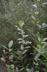 Salix repens repens