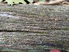 Chlorosplenium chlora