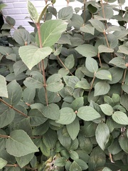 Viburnum