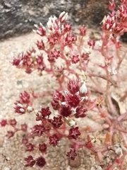 Sedum vinicolor