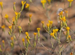 Lessingia glandulifera