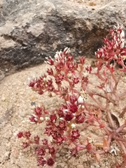 Sedum vinicolor