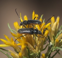 Crossidius hirtipes wickhami