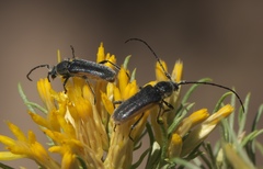 Crossidius hirtipes wickhami