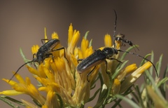 Crossidius hirtipes wickhami