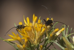 Crossidius hirtipes wickhami
