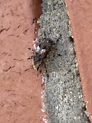 Euparius