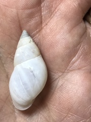 Drymaeus immaculatus