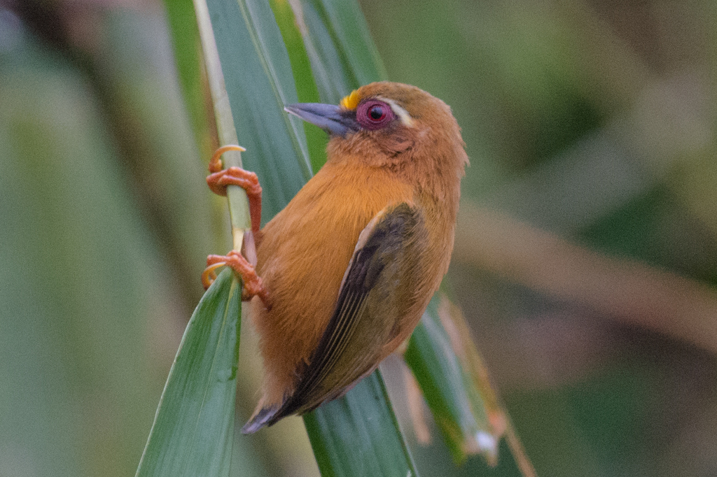 Asian Piculets