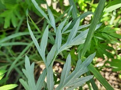 Artemisia vulgaris