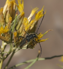 Crossidius hirtipes wickhami
