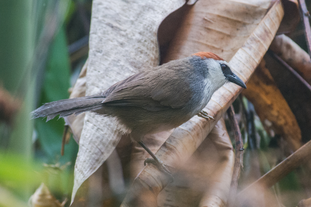 Chestnut-Capped Babbler