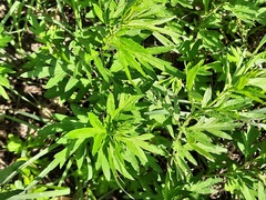Artemisia vulgaris