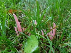 Clavaria rosea