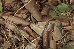 Corythalia argentinensis