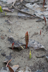 Erythronium americanum